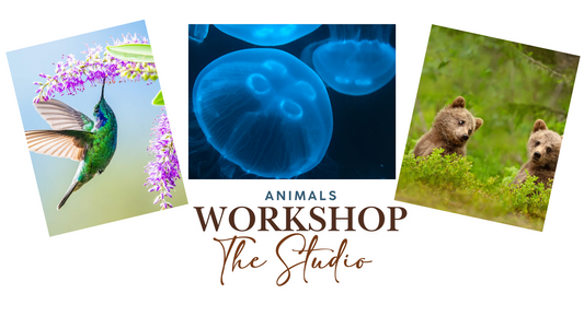3 Week Animals Workshop | The Studio
