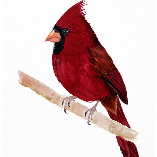 Mr Cardinal | Watercolor Paint Night | Somersworth - 24 Sep 2026
